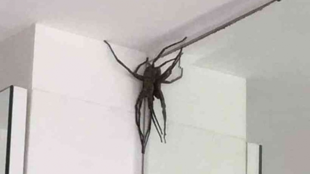 Aranhas gigantes invadem casas e assustam moradores de Belo Horizonte Aranhas gigantes invadem casas e assustam moradores de Belo Horizonte