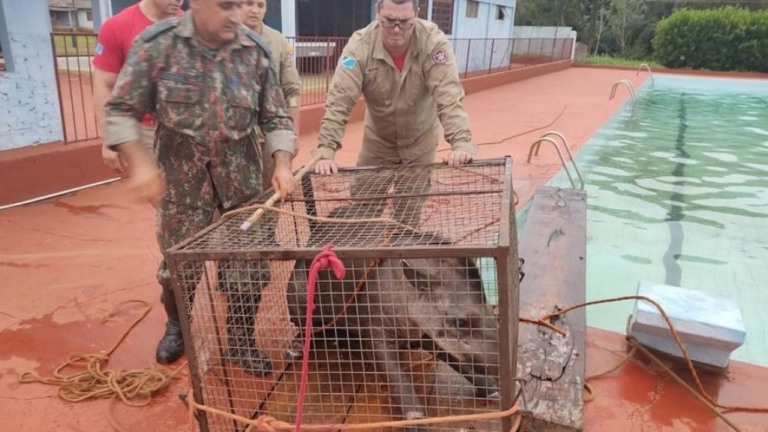 Anta de mais de 200 kg é salva após cair em piscina no MS