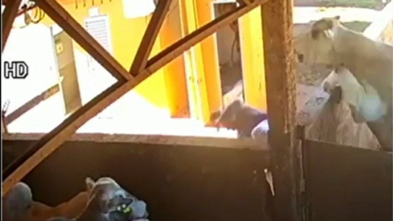 Fazendeiro é atingido por boi que tentava pular muro e vai parar na UTI