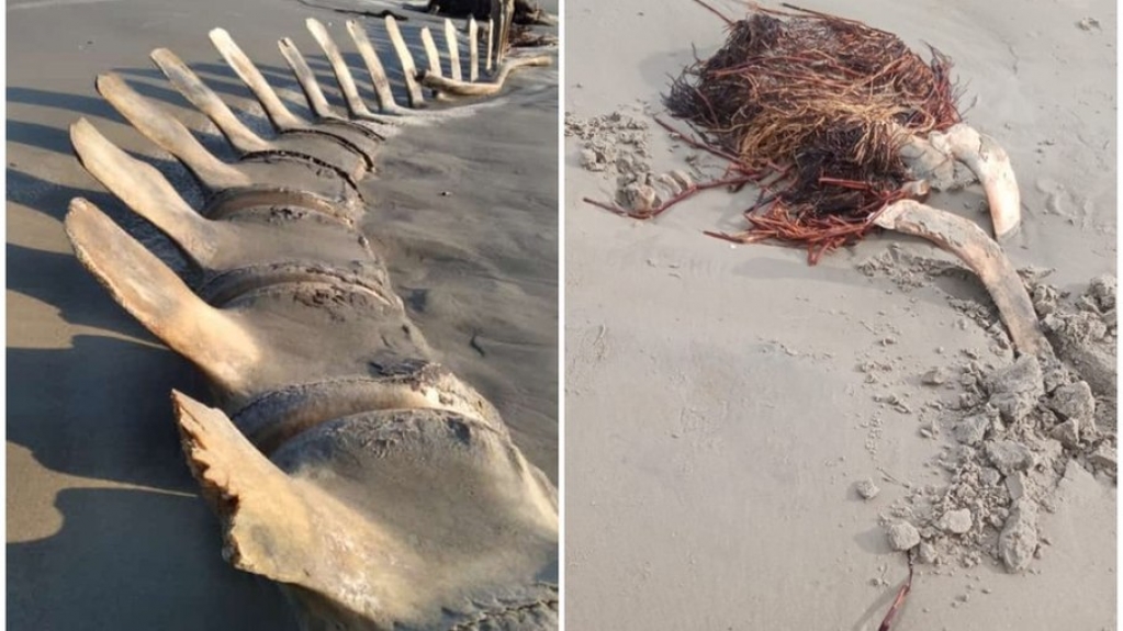 Ossada gigante encontrada no litoral de SP some misteriosamente