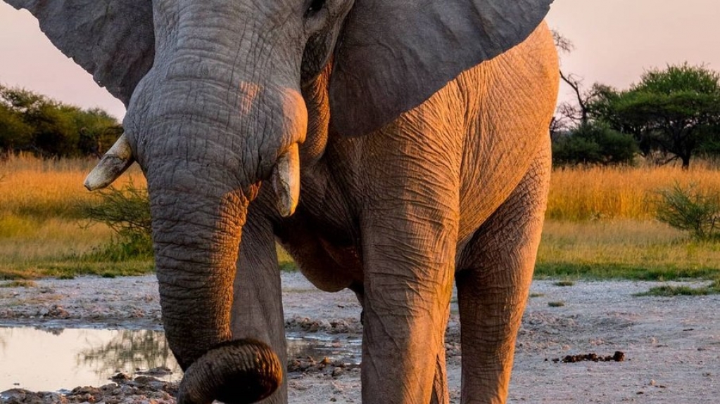 "Achei que seria pisoteado por um elefante ou devorado por um leopardo"