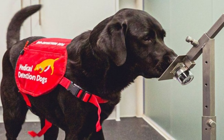 Como cães farejadores podem ajudar a detectar viajantes com Covid em aeroportos