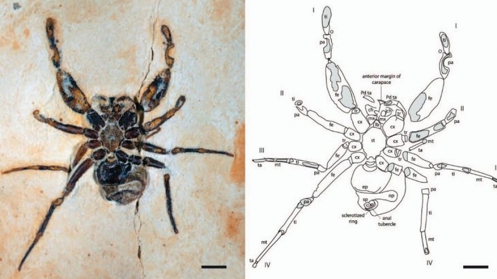 Fóssil de aranha que homenageia Pabllo Vittar foi parar nos EUA e MP investiga