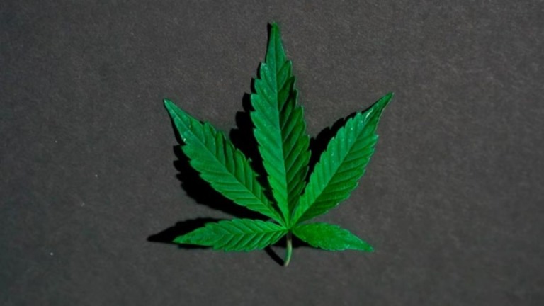 Mercado de maconha medicinal promete gerar R$ 9,5 bi por ano até 2025