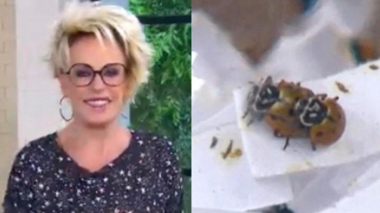 Ana Maria Braga mostra acasalamento de joaninhas ao vivo: 'São animadas'