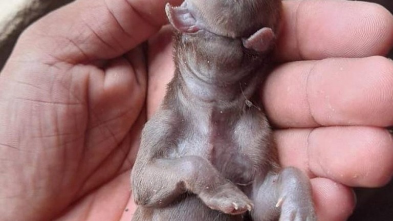 Cachorro nasce sem olhos, orelhas, nariz e com duas línguas no Piauí; entenda