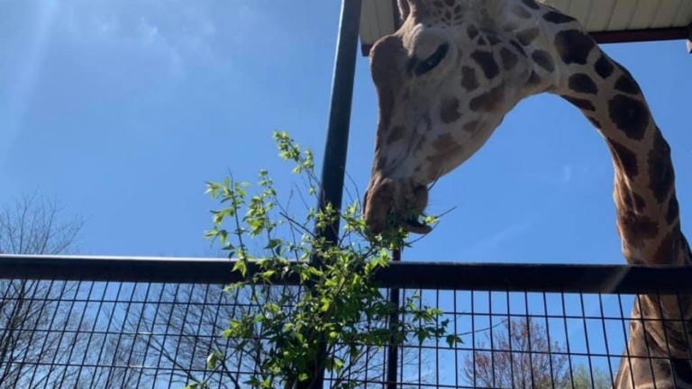 Animais de zoológico na Califórnia recebem vacinas contra a Covid-19