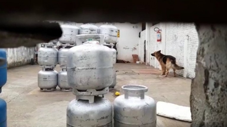 Menino de 1 ano e 3 meses é morto por ataque de cães em Rio Claro (SP)