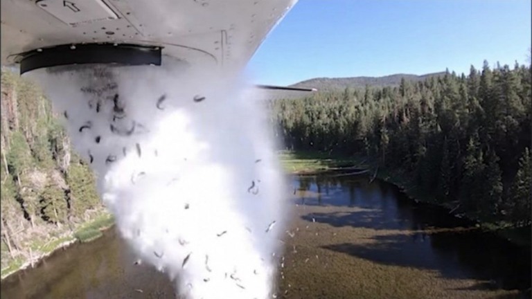VÍDEO: Avião despeja 'chuva de peixes' em lago nos Estados Unidos