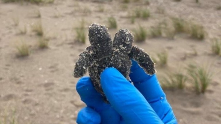 "Tartaruga mutante" nasce com duas cabeças em parque dos Estados Unidos