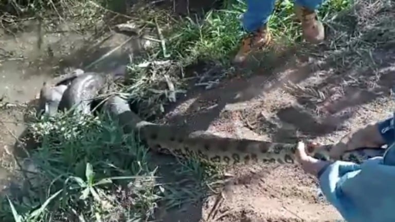 VÍDEO: homem salva seu cachorro de estrangulamento por cobra sucuri em SP