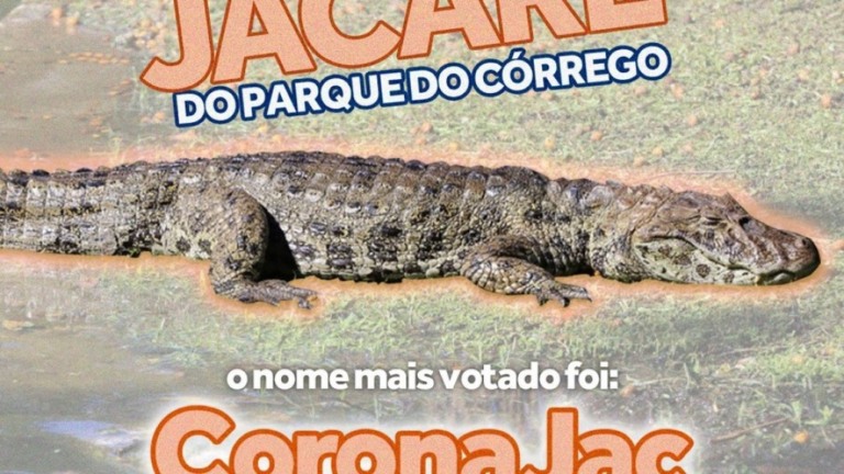 Após votação popular, jacaré é batizado de "CoronaJac" em Florianópolis