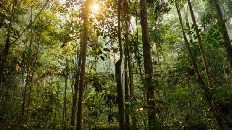 Floresta Amazônica é mais valiosa inteira que desmatada, diz pesquisa de bancos