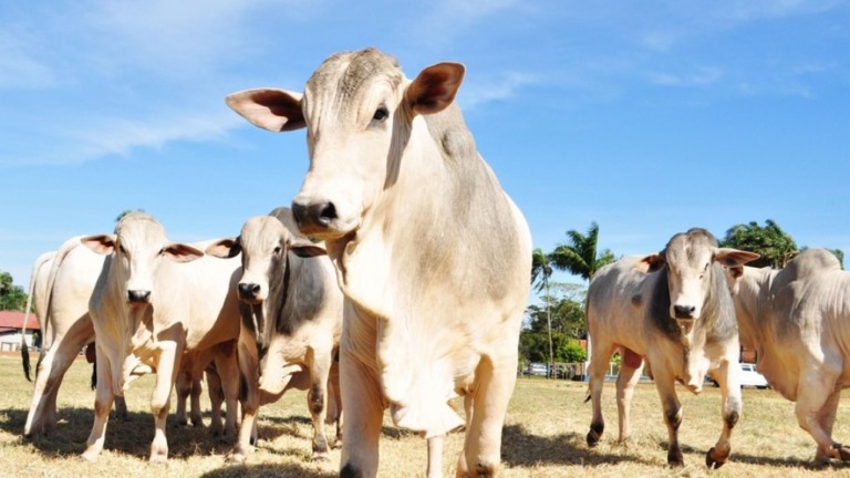 Vaca louca: órgão internacional conclui que risco no Brasil é insignificante