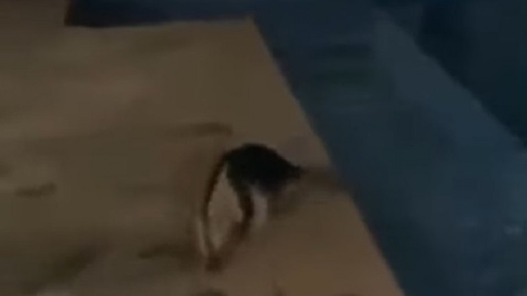 VÍDEO: Tamanduá invade casa e toma banho de piscina em Caldas Novas (GO)