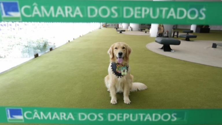 Fotos: Depol faz ensaio com cãozinho que reforça segurança da Câmara