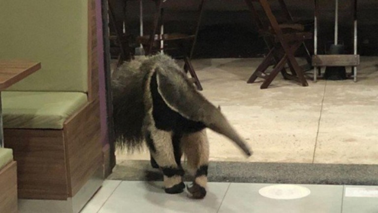 Tamanduá invade loja de açaí em Mato Grosso do Sul e tira um cochilo