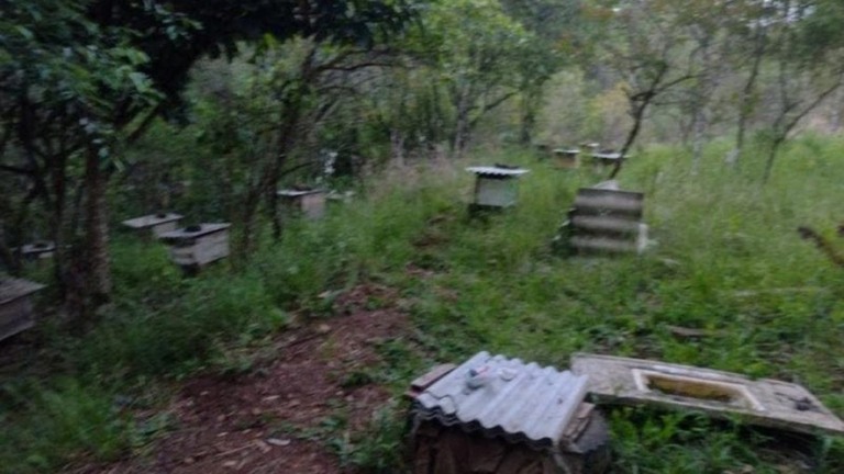 Idoso é encontrado morto por ataque de enxame de abelhas que cultivava em SC