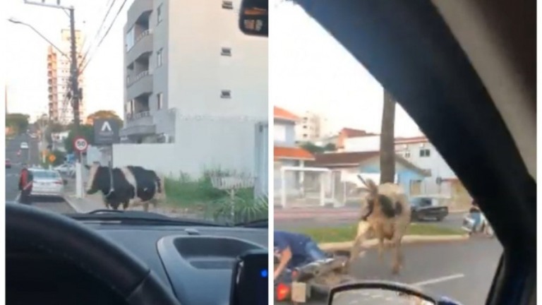 VÍDEO: vaca atropela motociclista em Chapecó