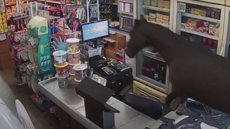 VÍDEO: Cavalo foge de tutor e invade mercado, no sul da Bahia