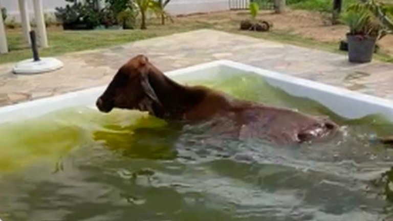 Vaca invade chácara e defeca em piscina no interior de SP; veja o vídeo