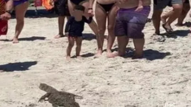 Jacaré é flagrado em praia de SC e chama a atenção de banhistas; veja o vídeo