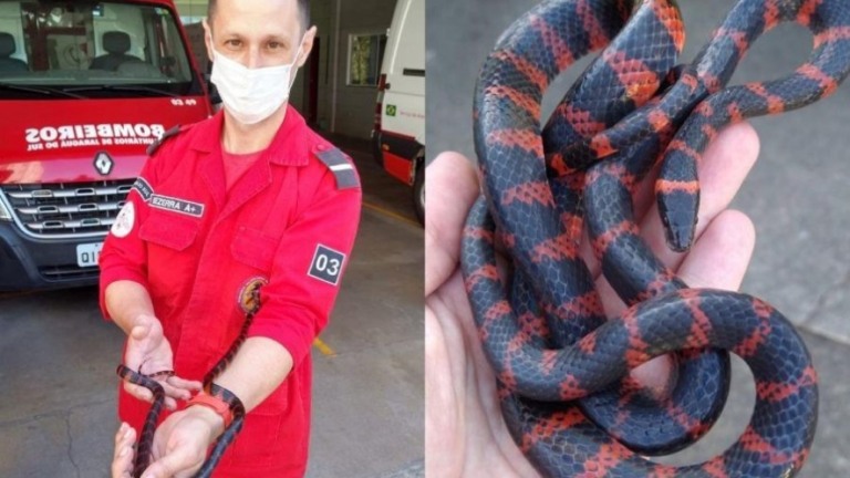 SC: Bombeiros resgatam cobra que acordou casal ao subir em seus pés