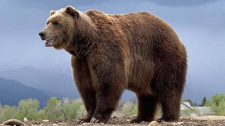 Morre Bart The Bear, urso ator de 'Game of Thrones' e Dr.Dolittle, aos 21 anos