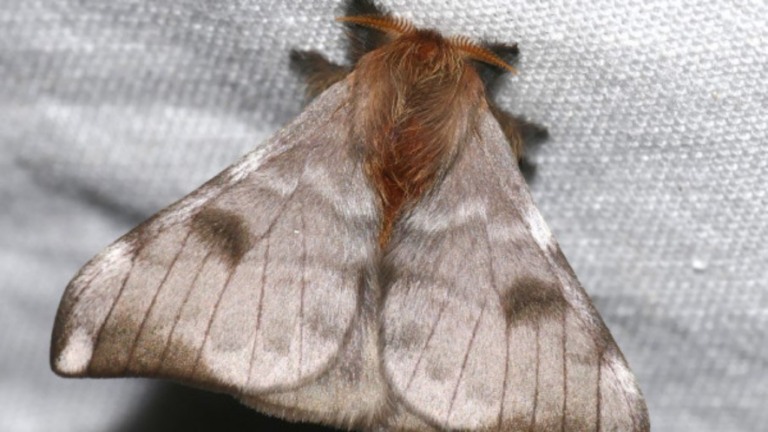 Asa de mariposa é o motivo dos casos de coceira em Pernambuco; entenda