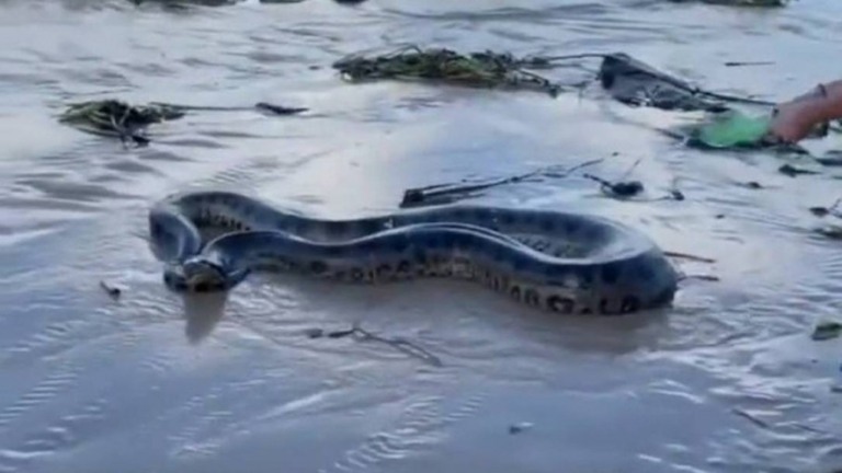 VÍDEO: após chuvas, sucuri de 5 metros é flagrada em praia da Bahia