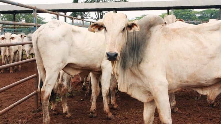 Supermercados europeus boicotam carne brasileira por relação com desmatamento