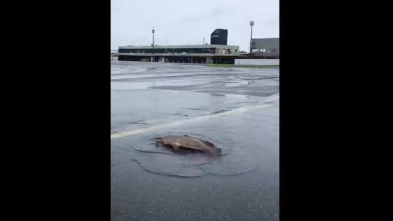 Bahia: peixes vão parar em pista de aeroporto após volume do rio subir
