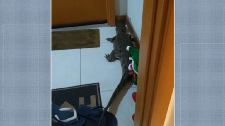 Morador sai e quando retorna encontra jacaré na porta de apartamento