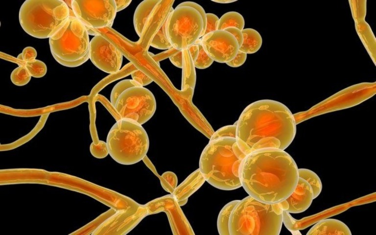 Candida auris: 'superfungo' que matou 2 pessoas tem 3º surto no Brasil