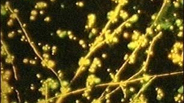 Segundo caso de Candida auris é identificado em Pernambuco