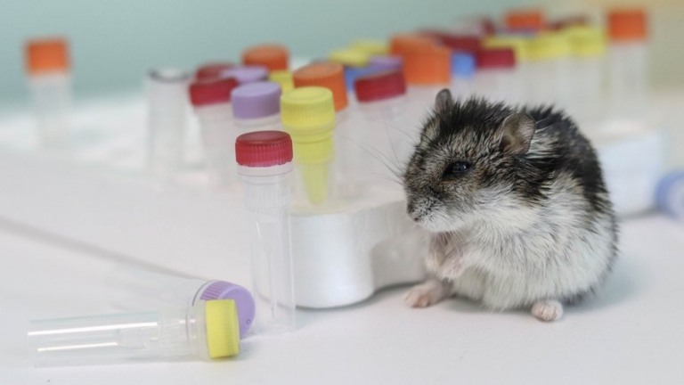 Hong Kong sacrifica 2 mil hamsters que testaram positivo para Covid-19