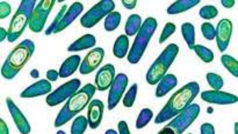 Por ano, mais de 1 milhão de pessoas morre por causa de superbactérias
