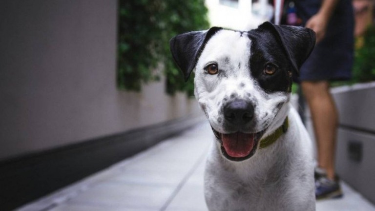 Justiça autoriza passageiro autista embarcar com seu cão em voo