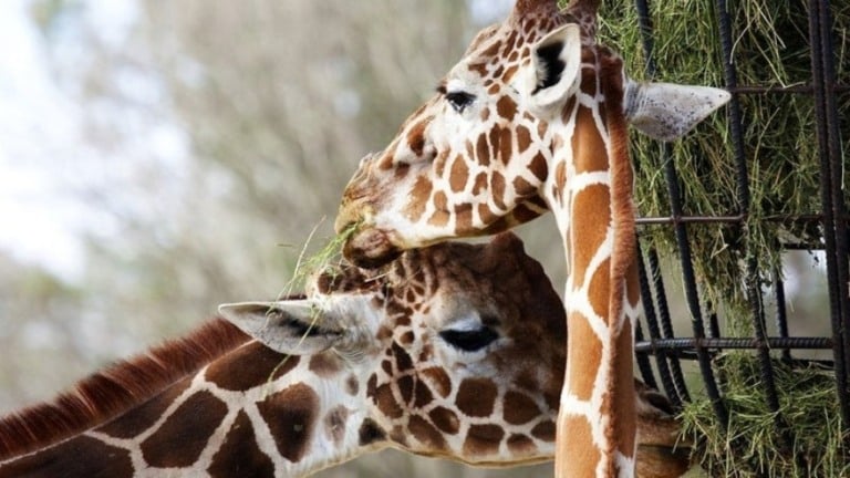 Laudo aponta hematomas no peitoral de girafas mortas no BioParque