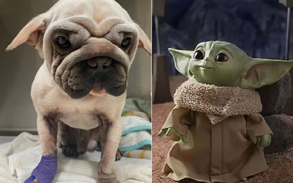 Cãozinho é comparado a personagem fofo de Star Wars; conheça Mork