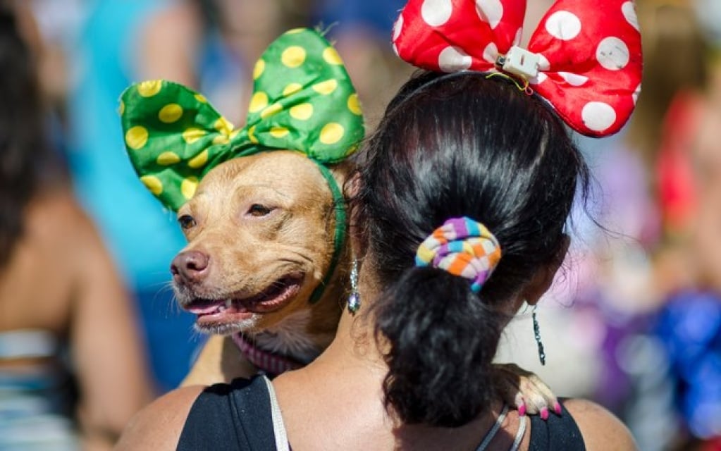 Os cuidados que o dono precisa ter ao comprar a fantasia de carnaval do pet