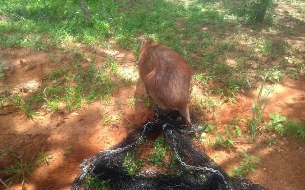 Capivara se estressa com aglomeração e invade centro psicossocial