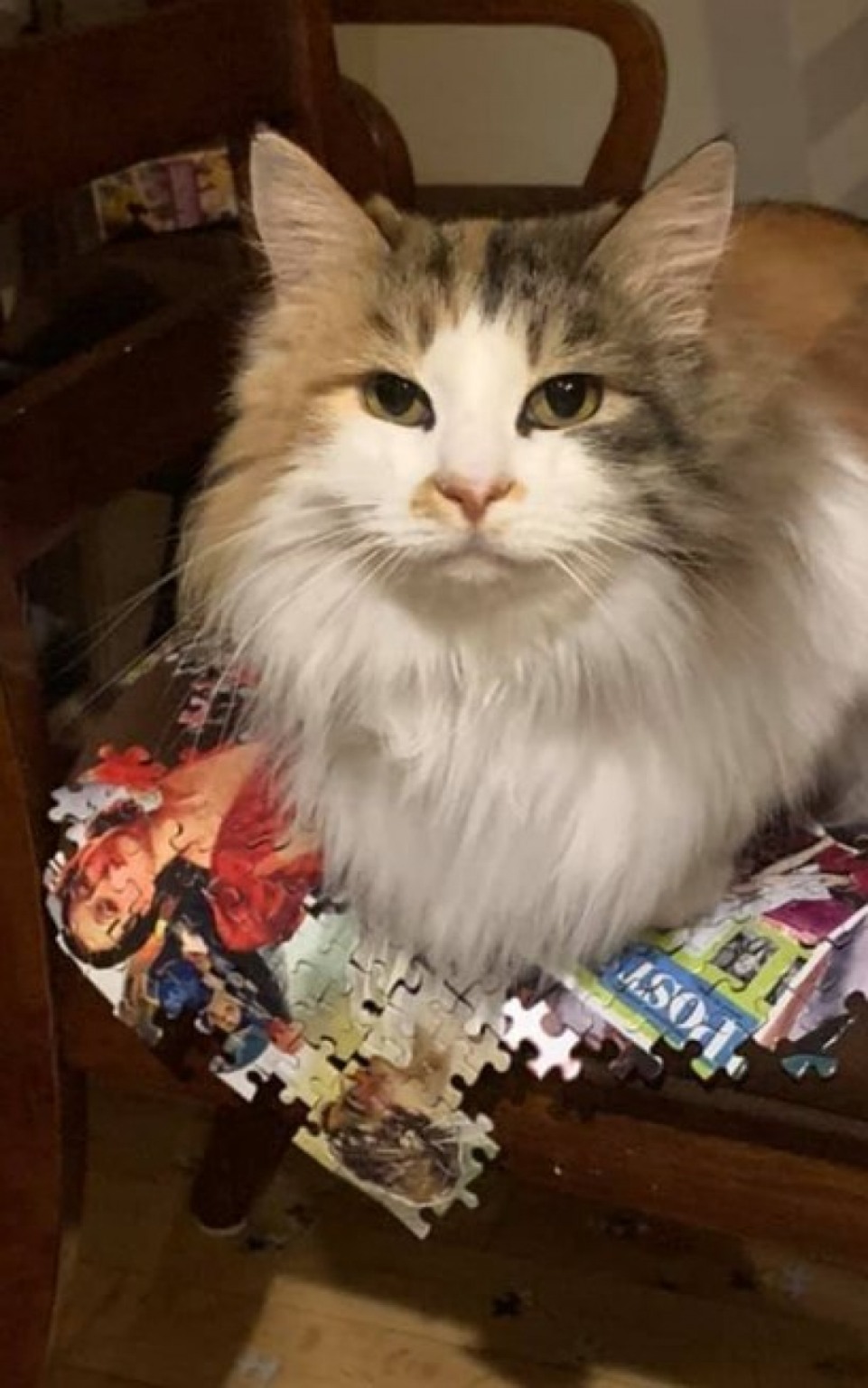 Gata destrói quebra-cabeça que dona demorou dias para terminar Gata destrói quebra-cabeça que dona demorou dias para terminar