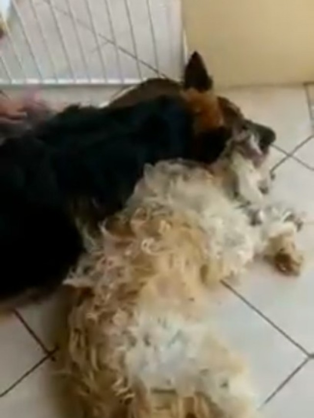 De cortar o coração! Cachorro entra em desespero ao achar que amigo morreu