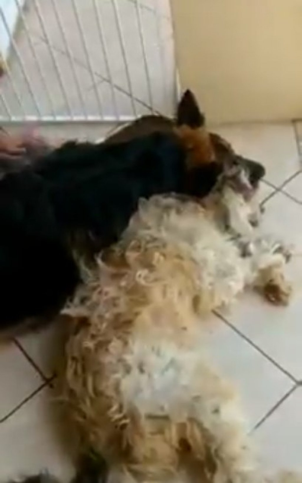 De cortar o coração! Cachorro entra em desespero ao achar que amigo morreu