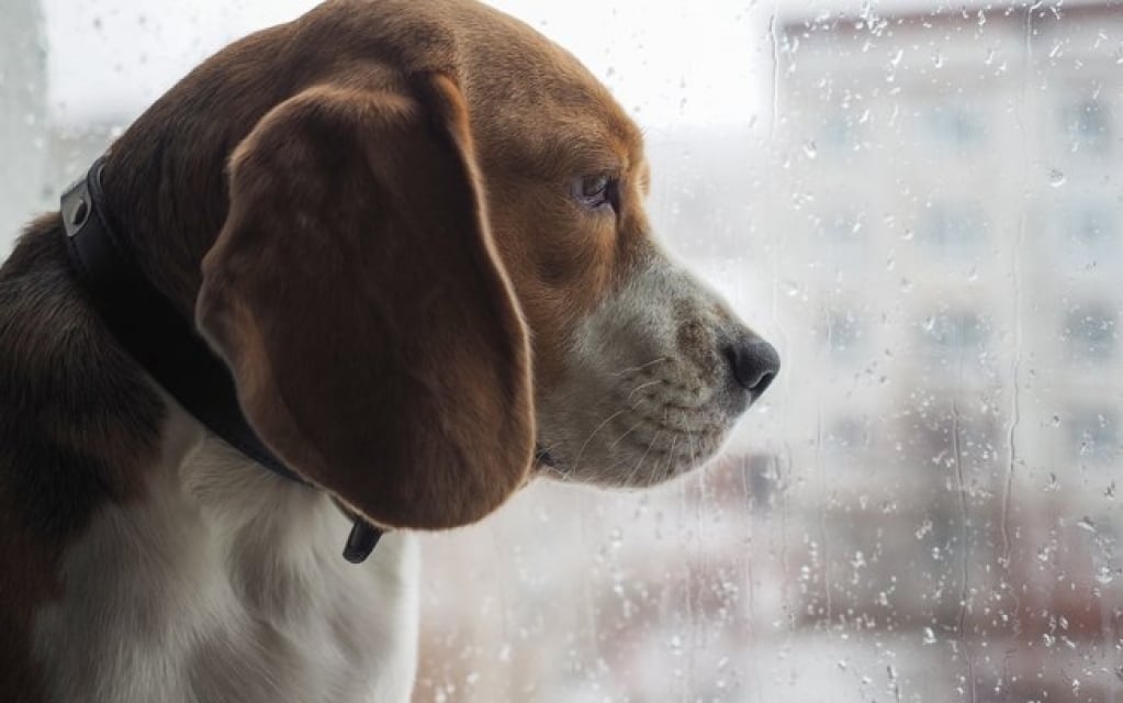 Veterinária lista cuidados com os pets durante as chuvas