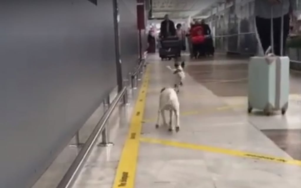 Vídeo de cachorros encontrando dono no aeroporto viraliza