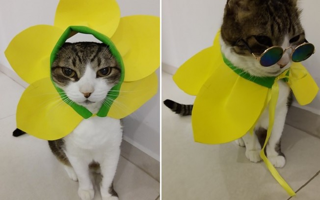 Confira tutorial para fazer fantasias de carnaval para cães e gatos em casa