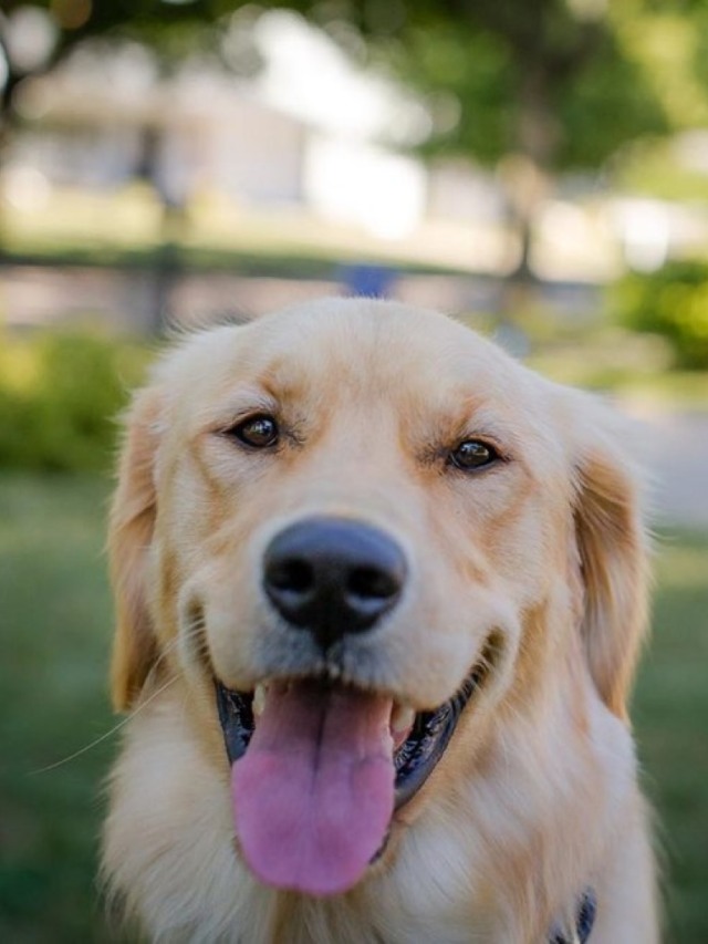 Golden retriever espera carteiro todos os dias e comove internet em vídeo