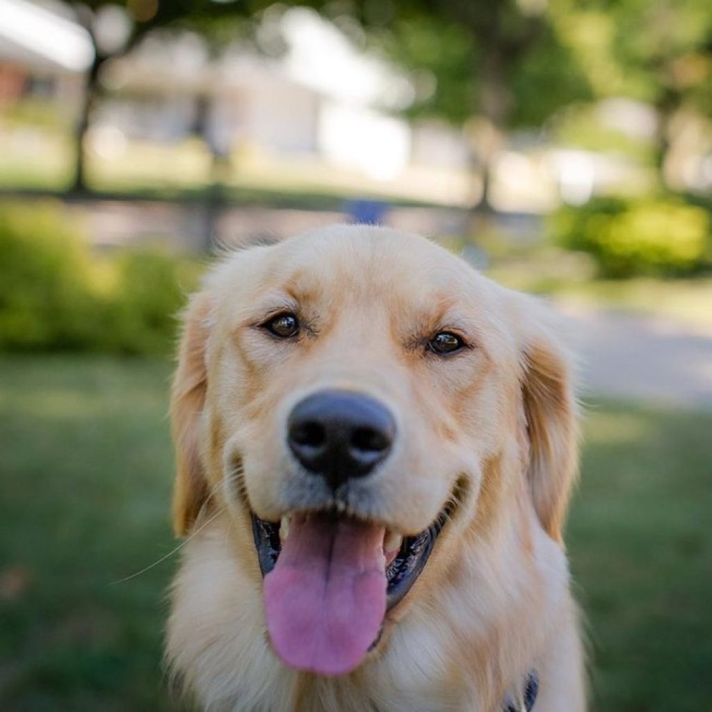 Golden retriever espera carteiro todos os dias e comove internet em vídeo